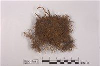 藏品(小葉鞭蘚)的圖片